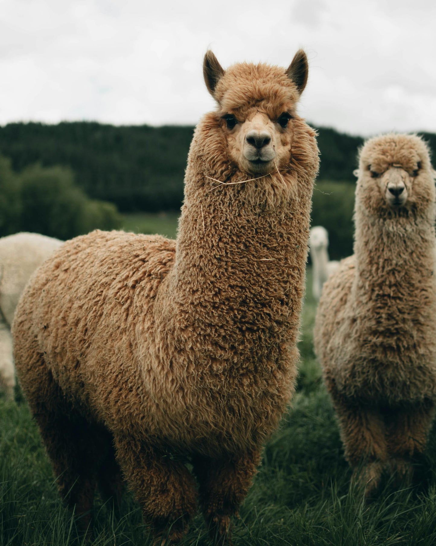 Alpaca Dryer Orbs