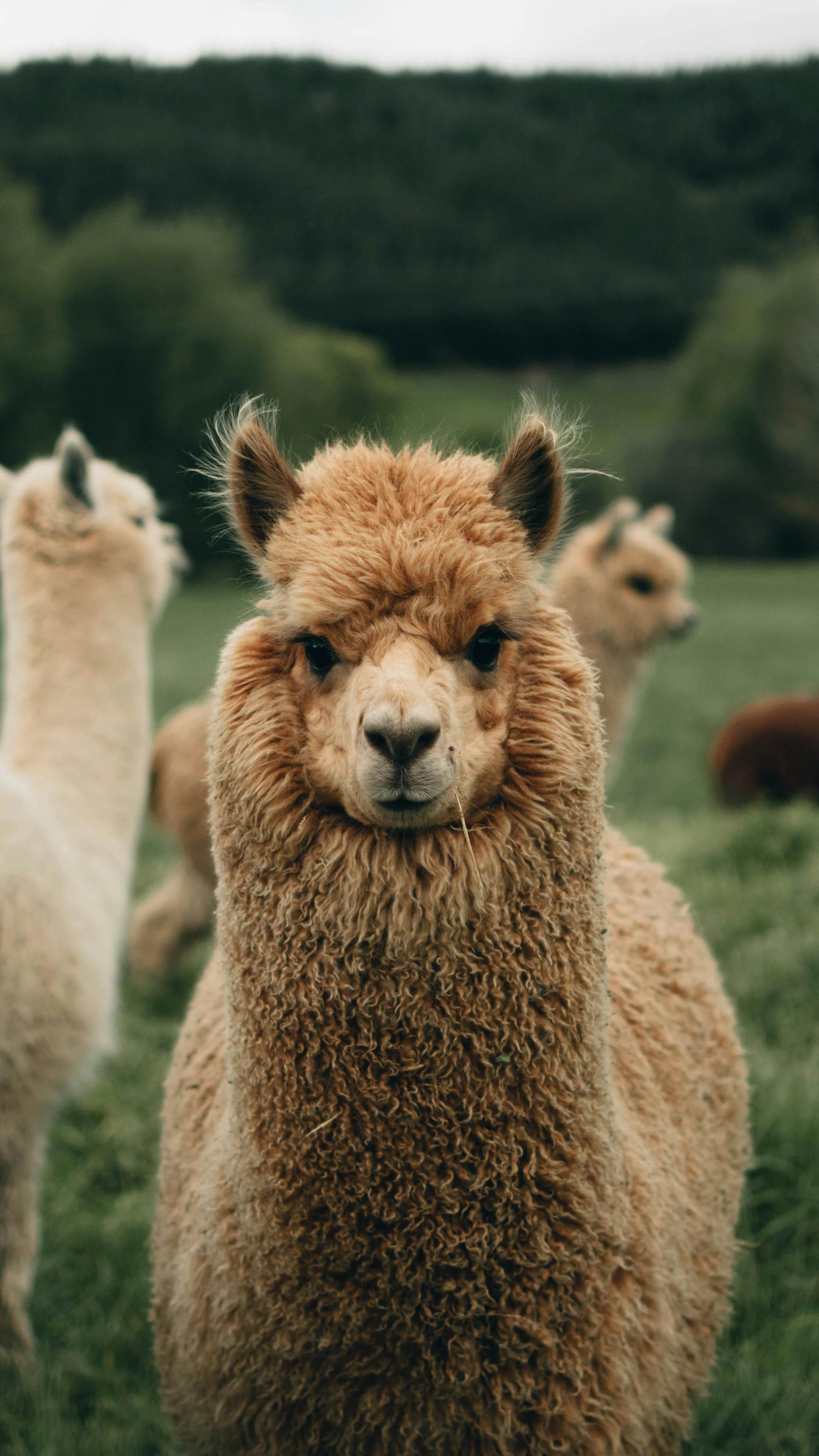 Alpaca Dryer Orbs